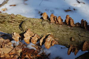 fungi on log.JPG